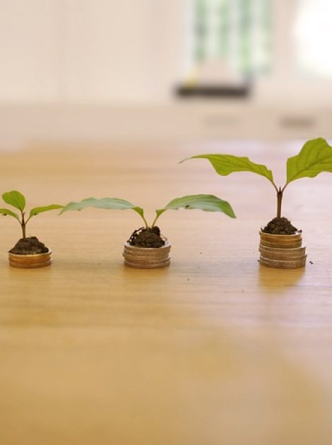 growth-4518406_640 growth-4518406_640
